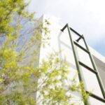 green leafed tree beside ladder